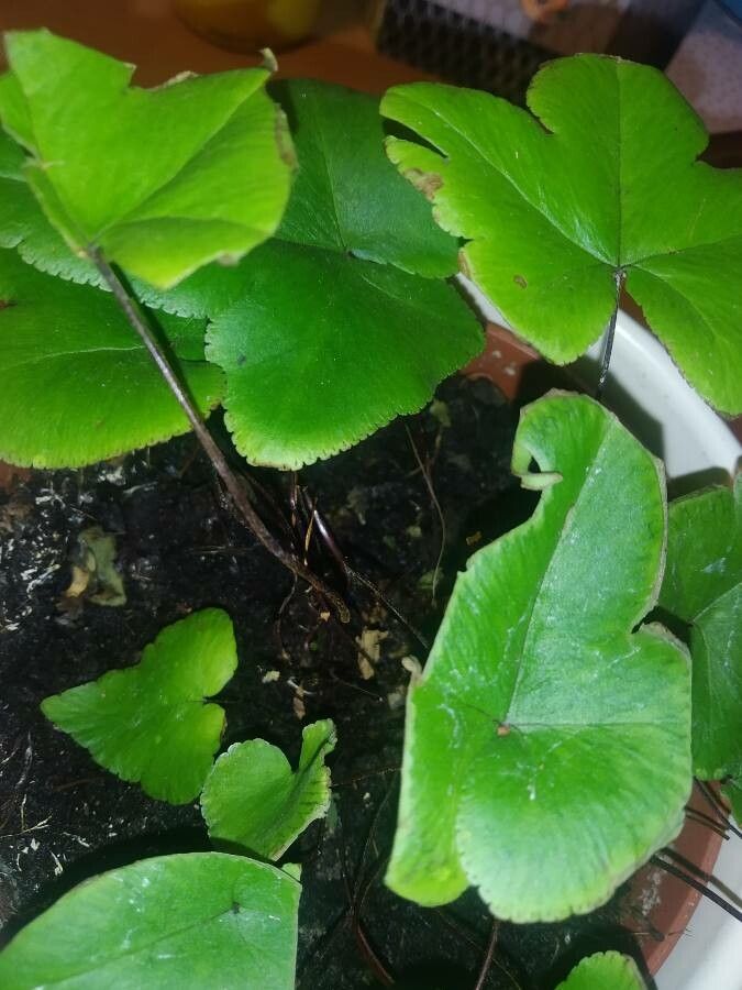 Doryopteris pedata leaf