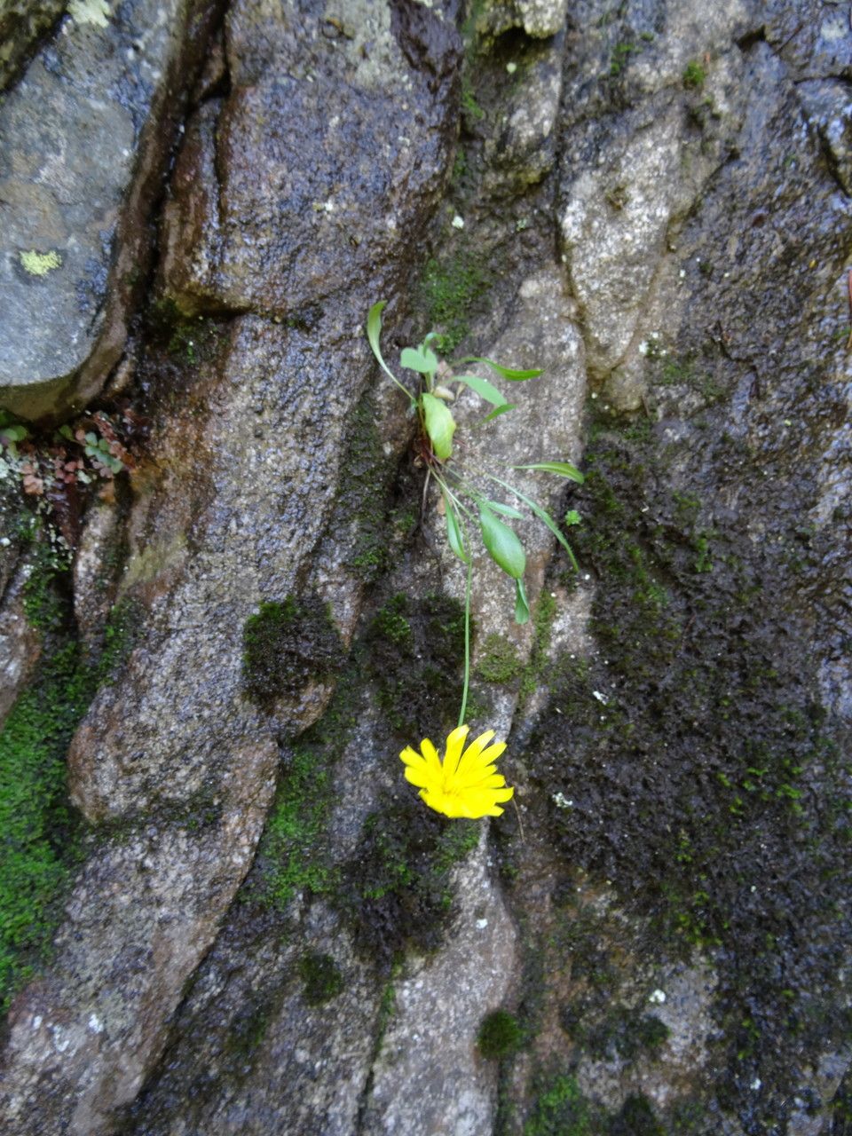 Hieracium cryptanthum habit
