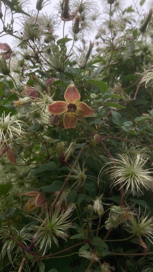 Clematis viorna flower