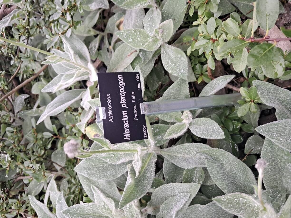 Hieracium pteropogon other