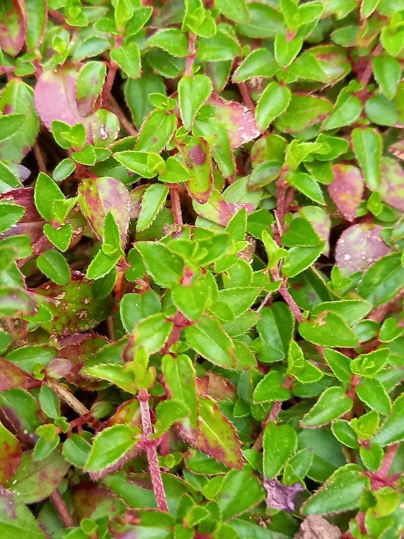 Heterocentron elegans — related species from the same genus