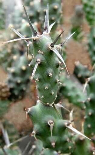 Tephrocactus articulatus leaf