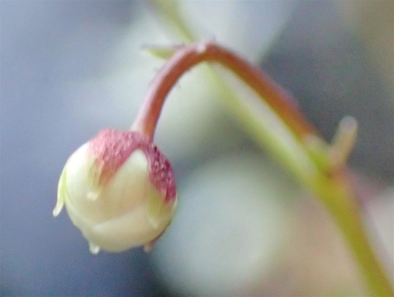 Saxifraga stellaris fruit