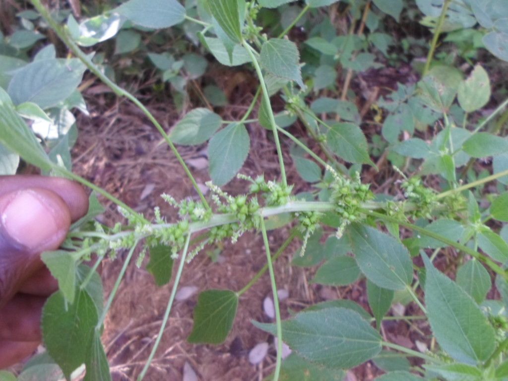 Acalypha ciliata habit