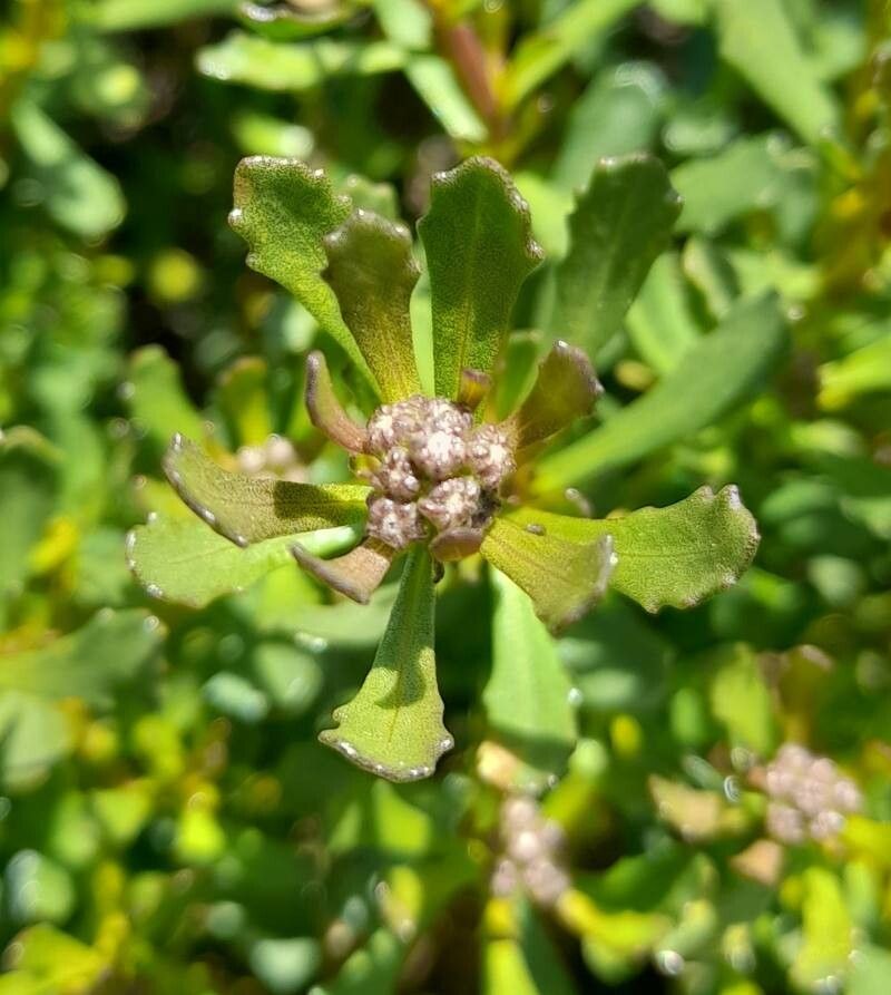 Baccharis poeppigiana other