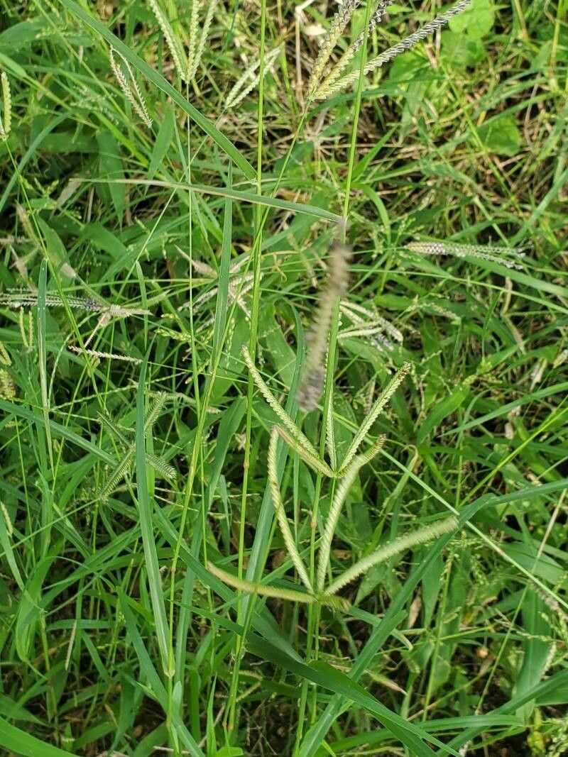 Chloris pilosa — houseplant care guide