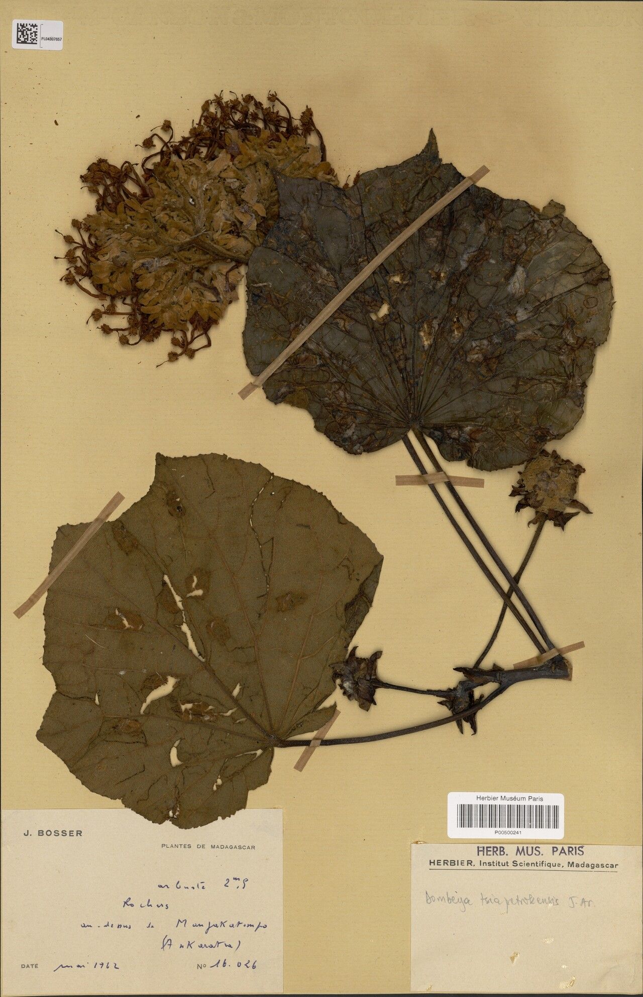 Dombeya tsiapetrokensis — houseplant care guide