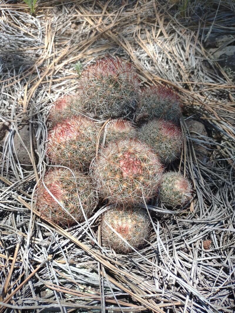 Pediocactus simpsonii leaf