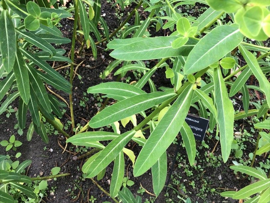 Euphorbia cornigera — search result for 'Bhutan'