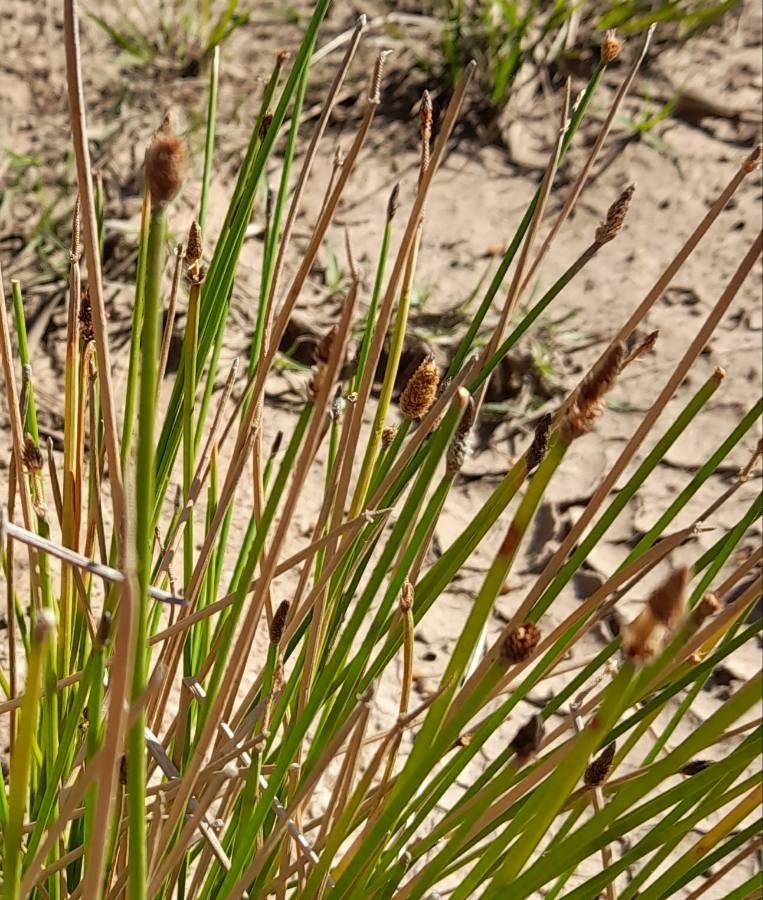 Eleocharis contracta — search result for 'Eleocharis'