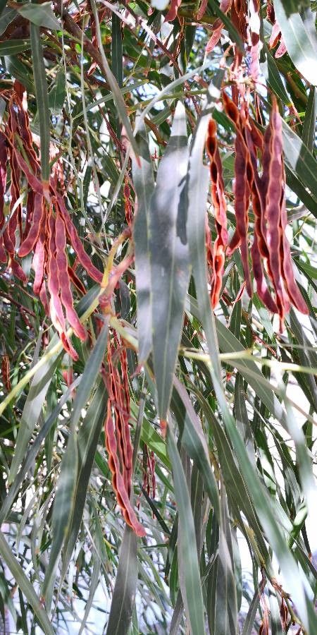 Acacia saligna fruit