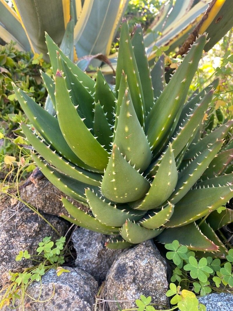 Aloe mitriformis habit