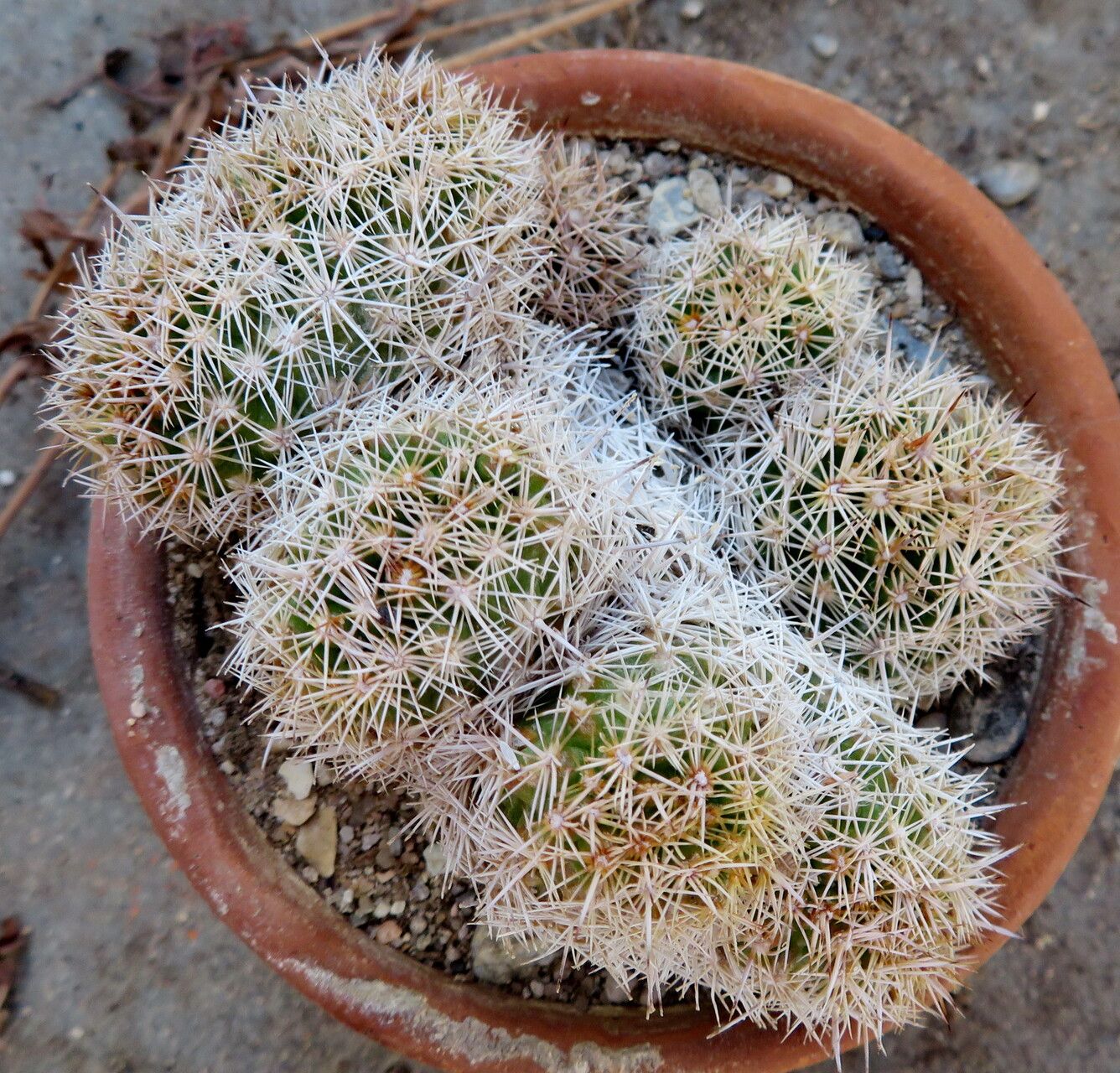 Coryphantha pseudechinus leaf