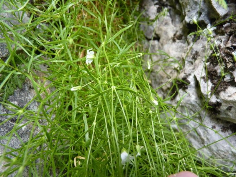 Minuartia villarii habit
