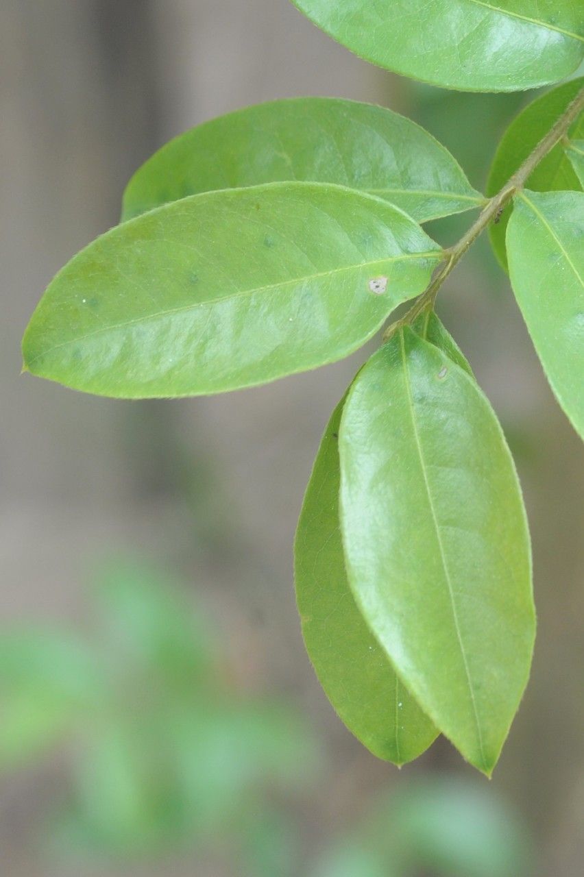 Hirtella racemosa — houseplant care guide