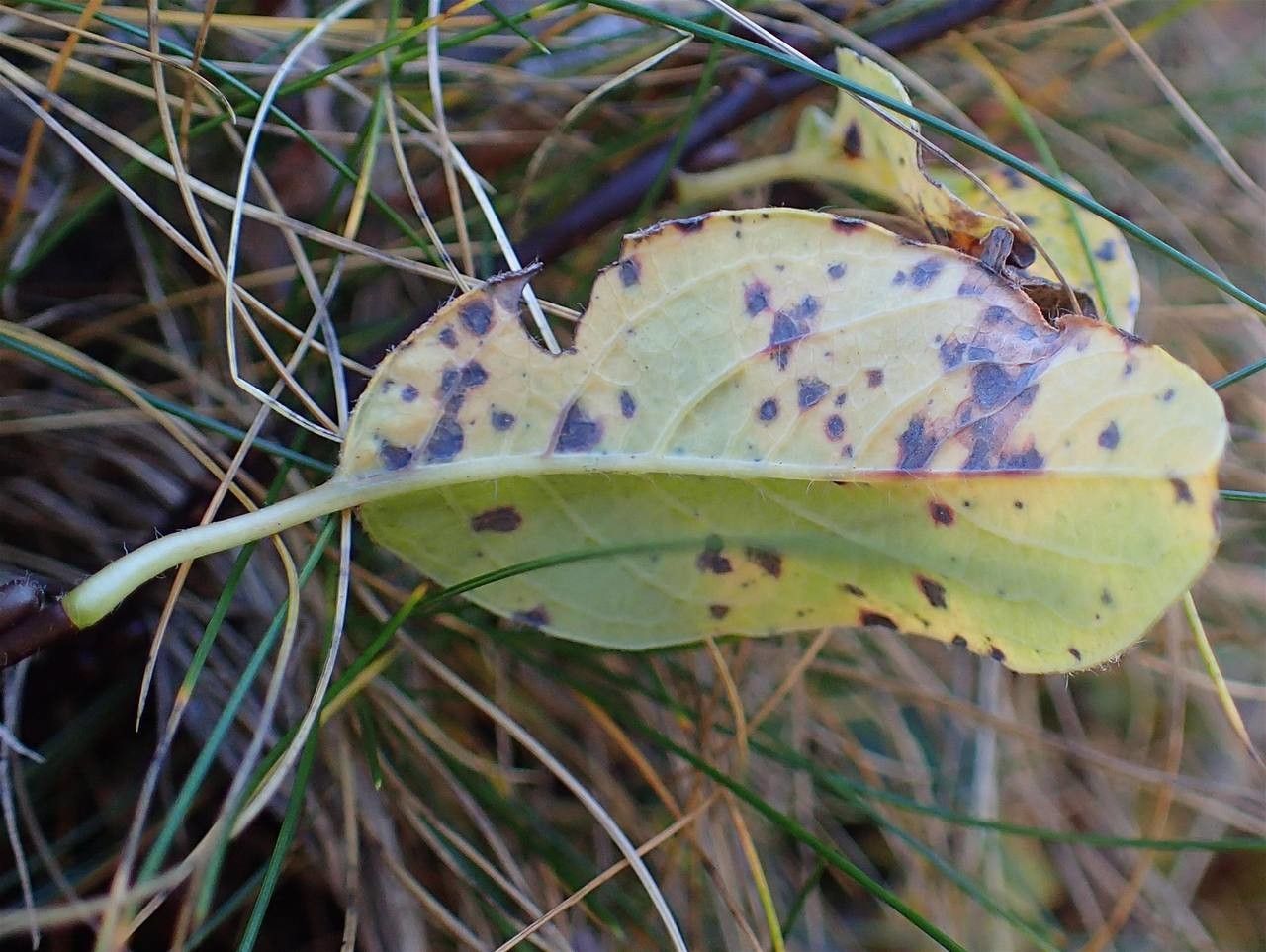 Salix pyrenaica leaf