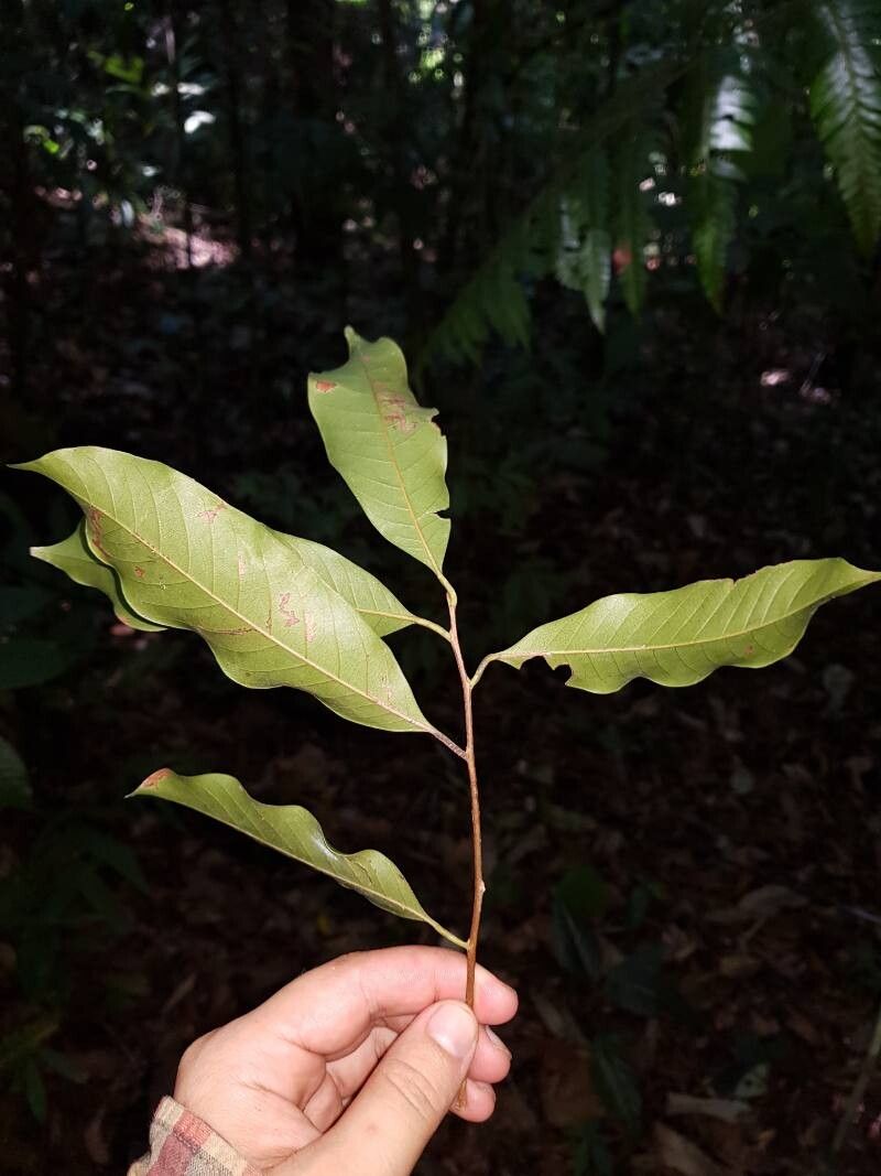 Pouteria foveolata leaf