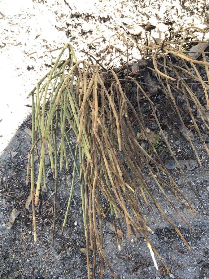 Cytisus purgans — search result for 'Cytisus'