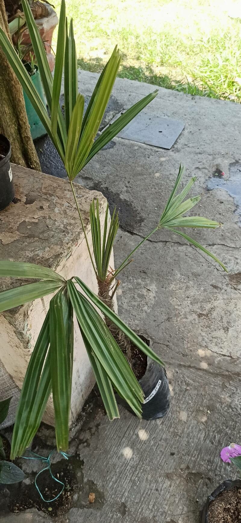 Rhapidophyllum hystrix flower