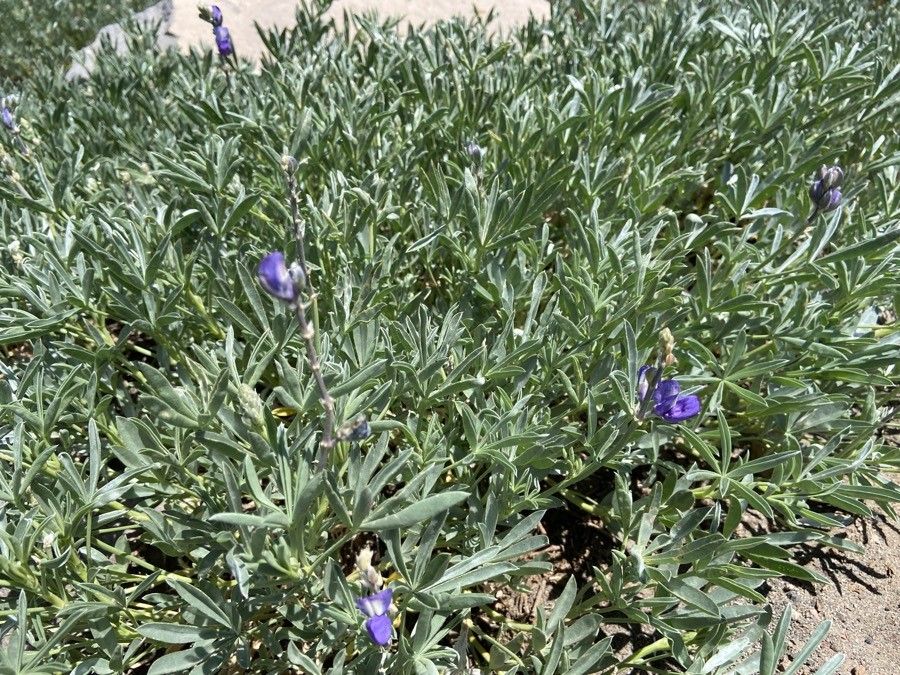 Lupinus chamissonis — search result for 'Lupinus'