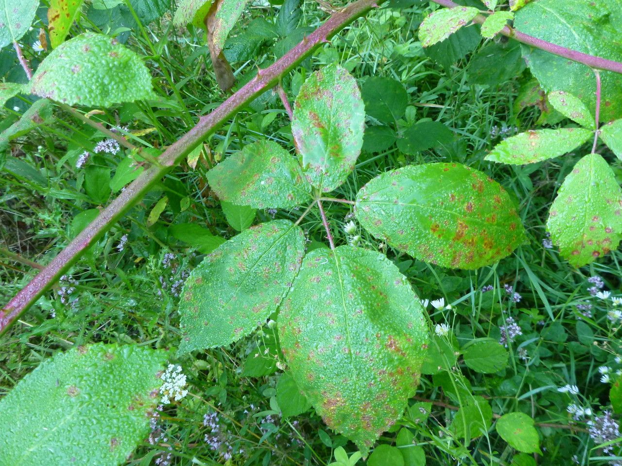 Rubus phyllostachys leaf