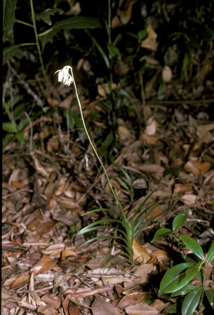 Burmannia longifolia habit