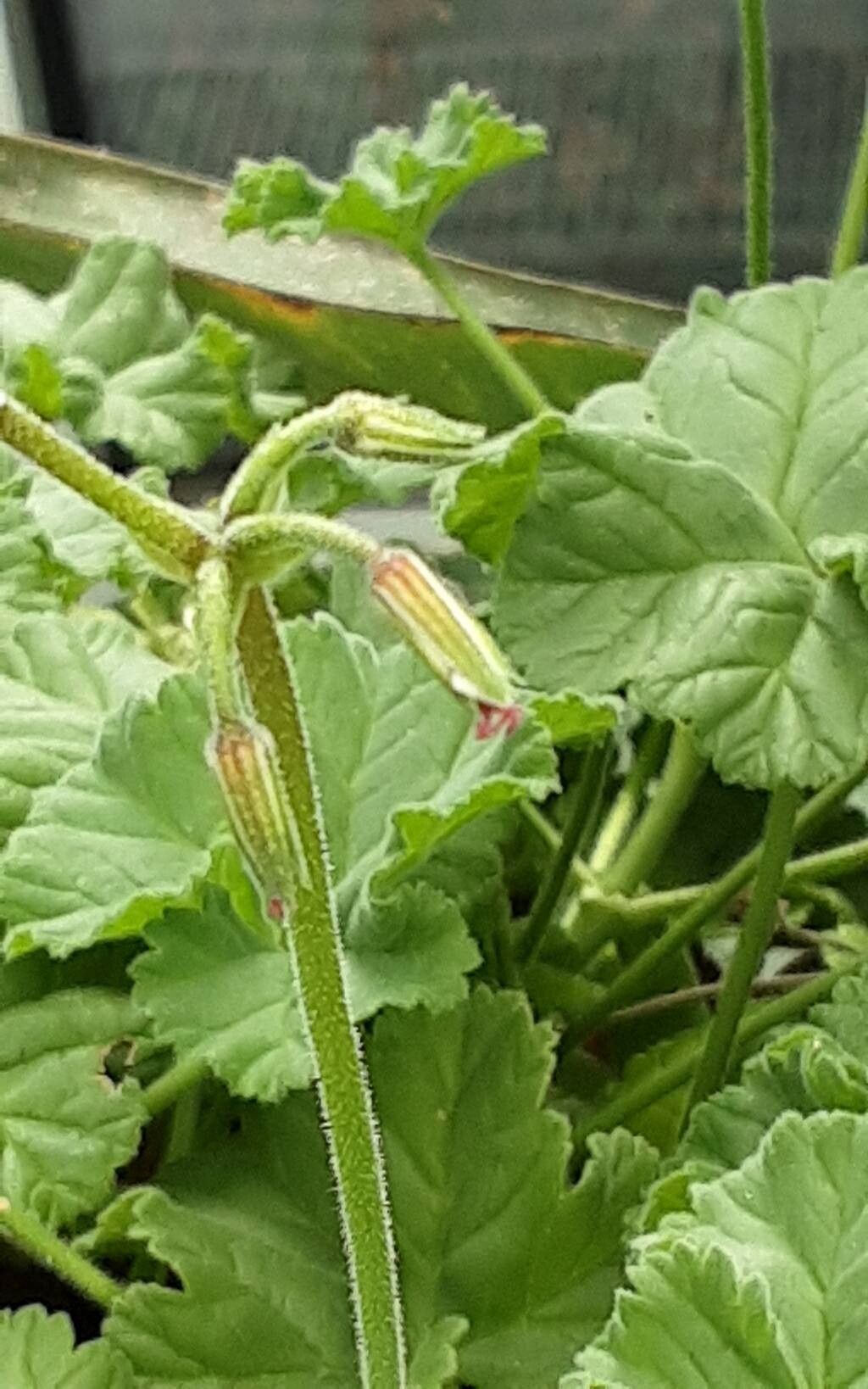 Pelargonium worcesterae flower