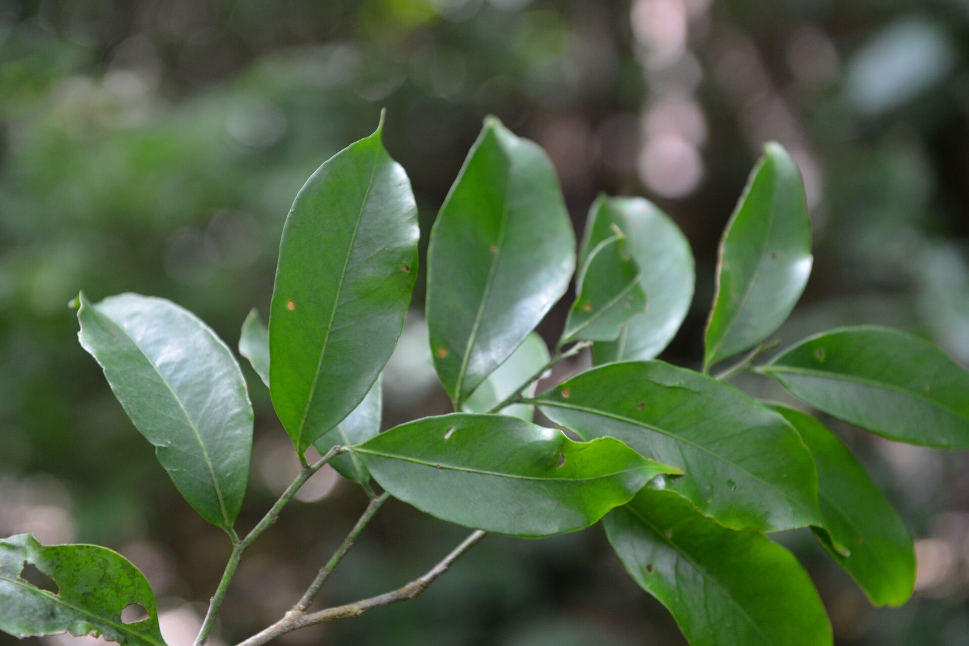 Maytenus purpusii leaf