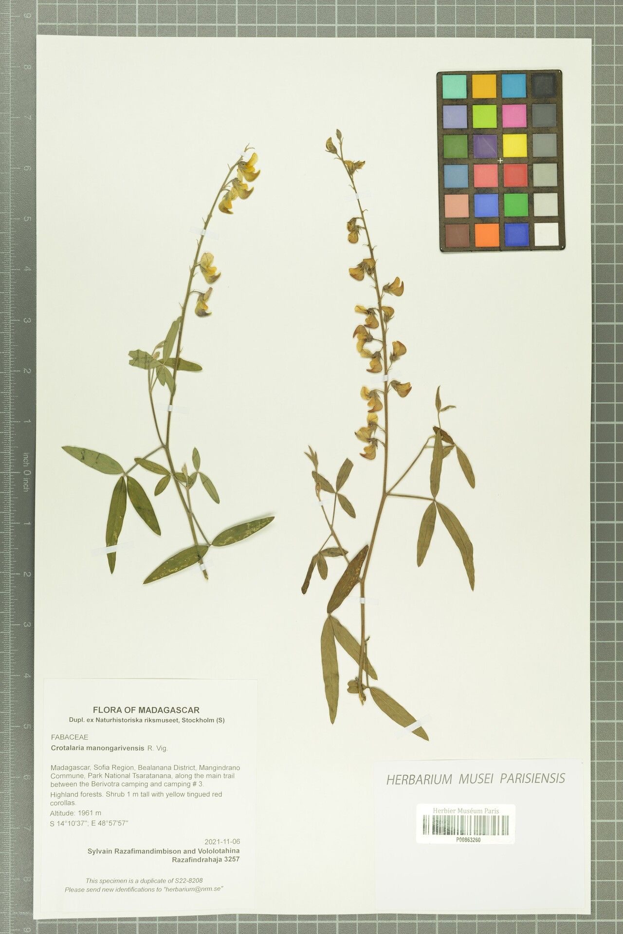 Crotalaria manongarivensis — houseplant care guide