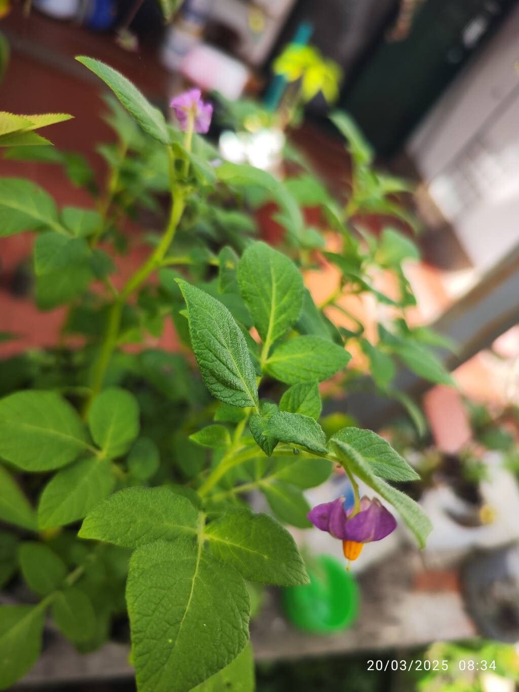 Solanum stoloniferum — houseplant care guide