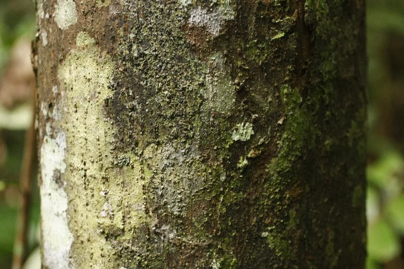 Pouteria singularis bark