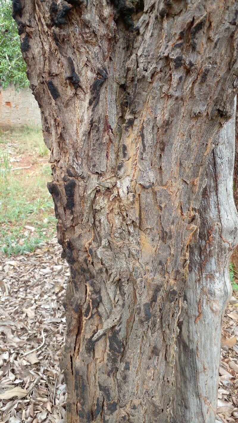 Terminalia argentea bark