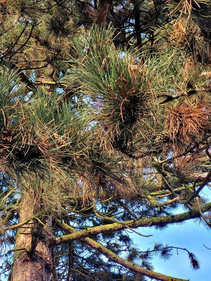 Pinus spp. — houseplant care guide