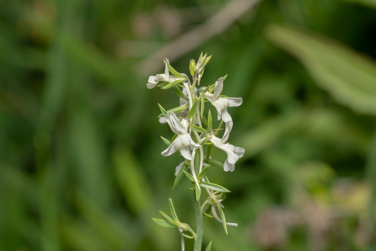 Linaria chalepensis flower