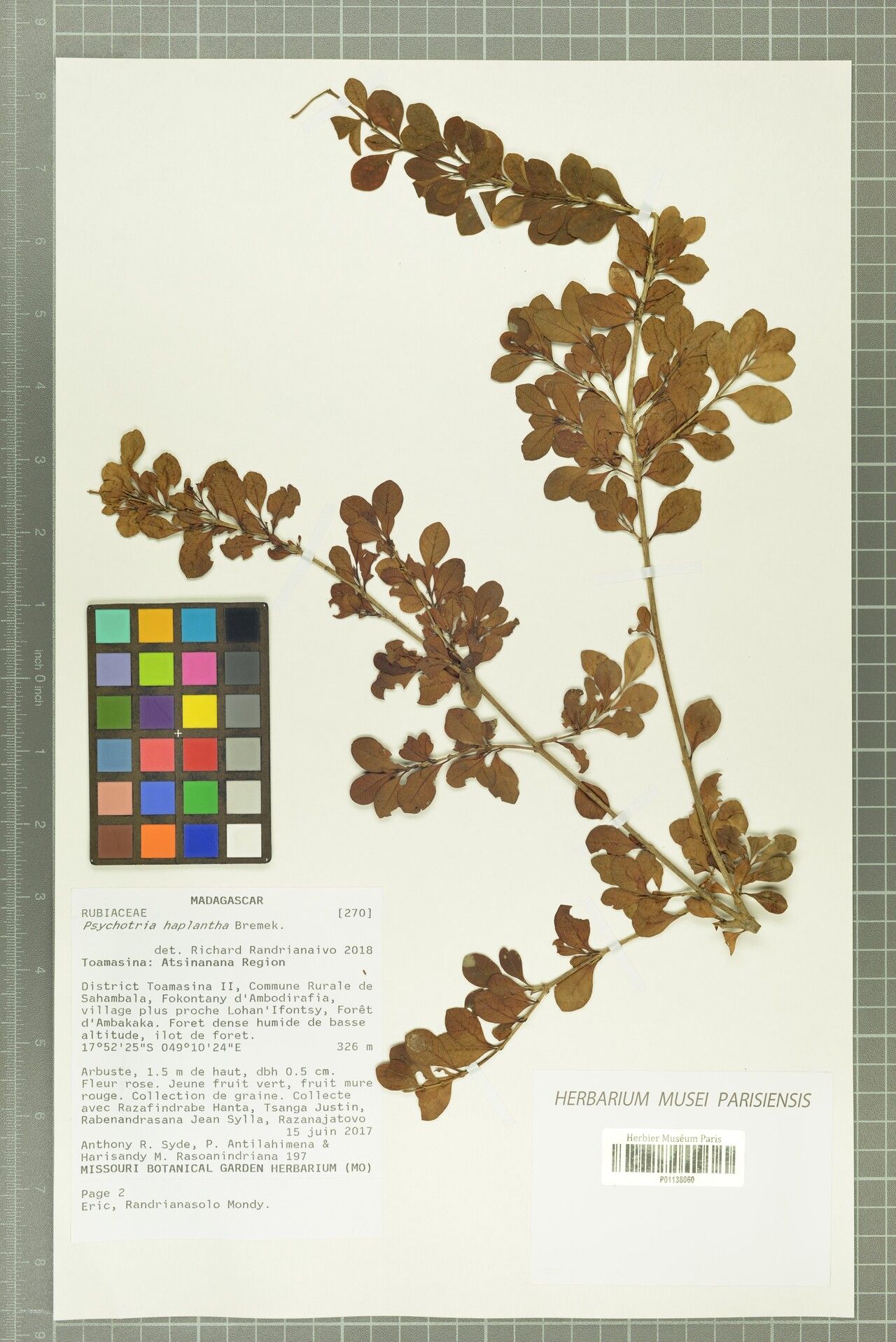 Psychotria haplantha — houseplant care guide