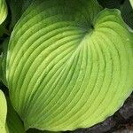 Hosta plantaginea