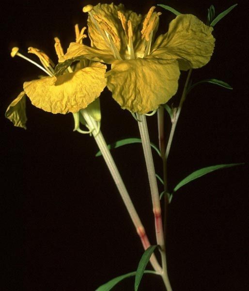 Oenothera toumeyi habit