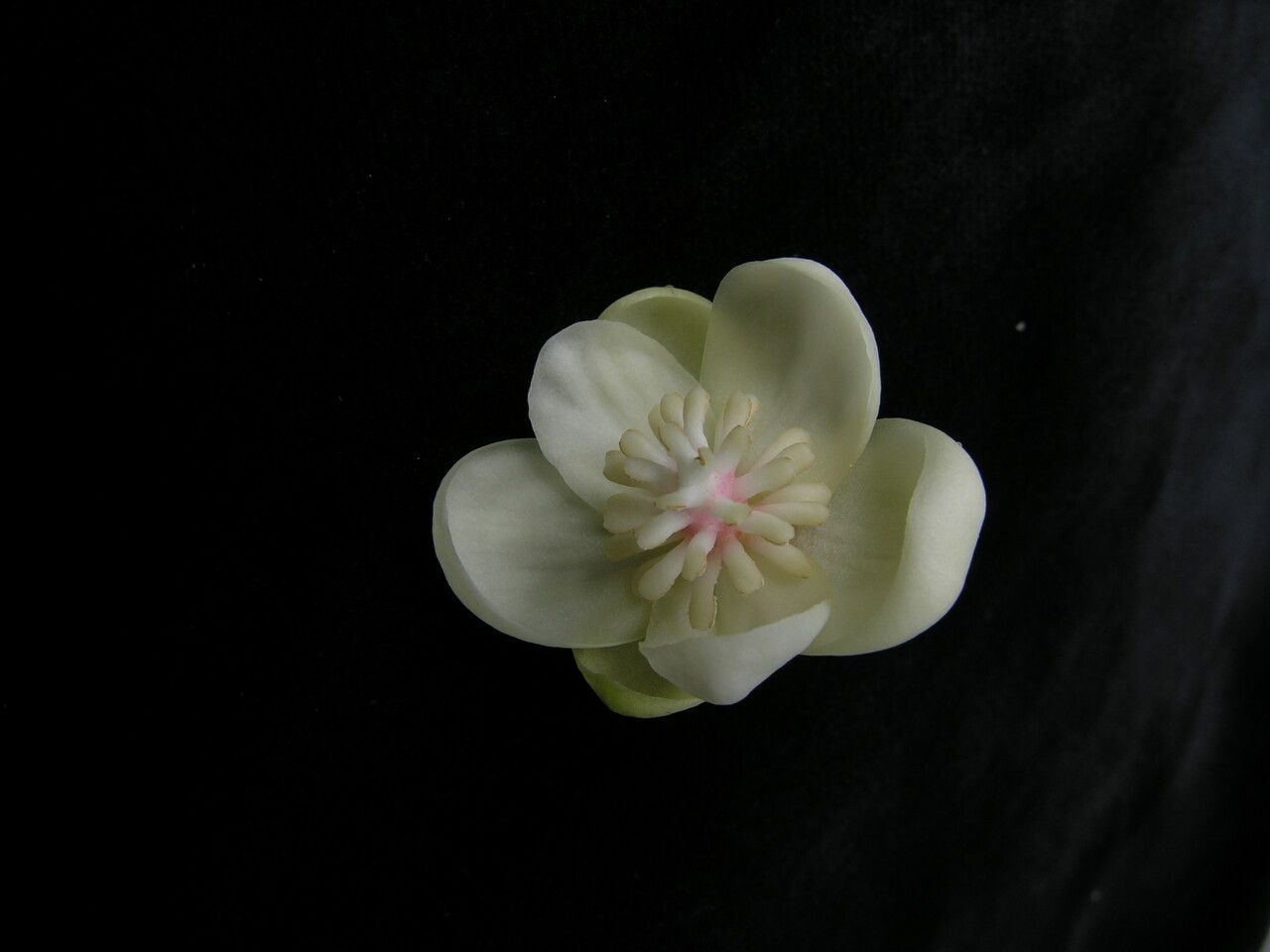 Schisandra grandiflora flower
