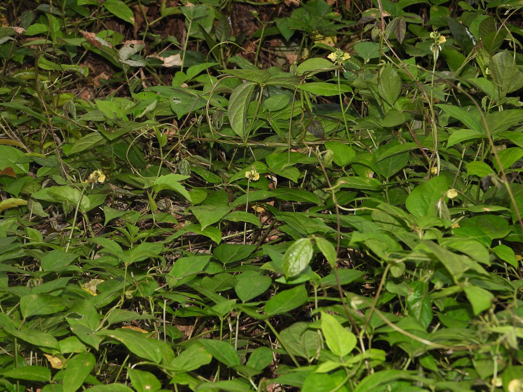 Vigna juruana habit