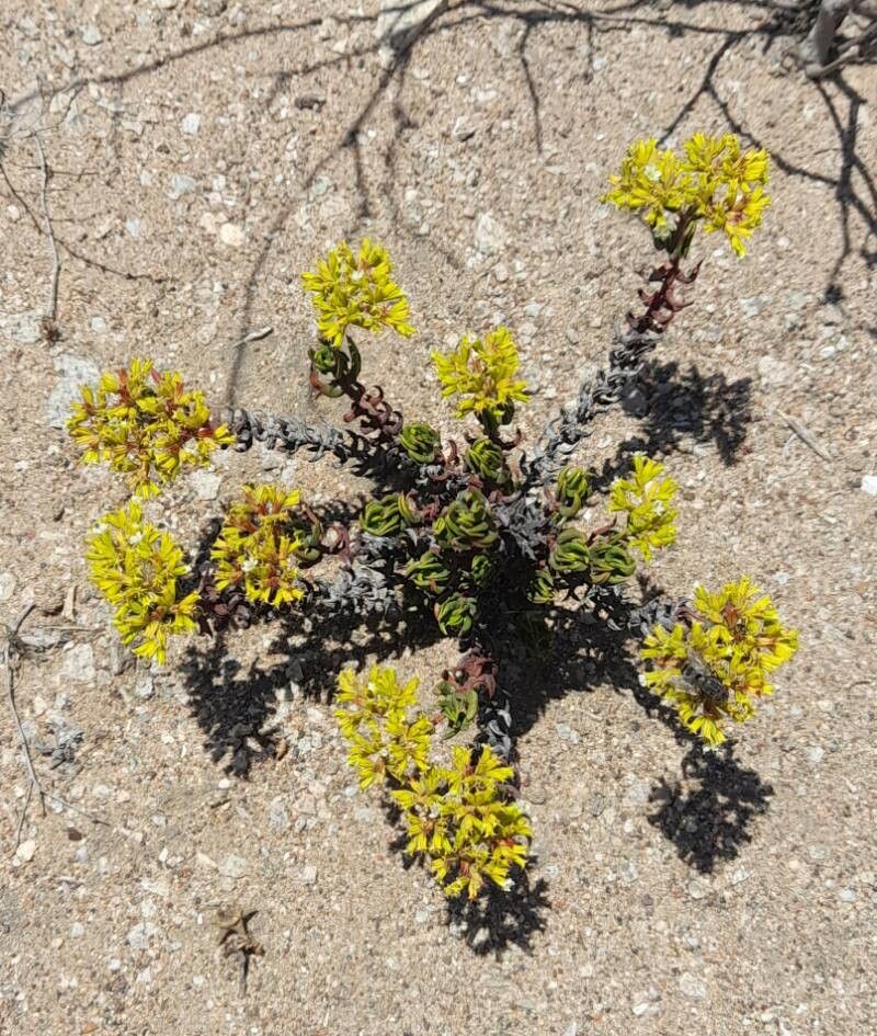 Chorizanthe mieresii habit