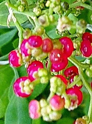Chenopodium baccatum