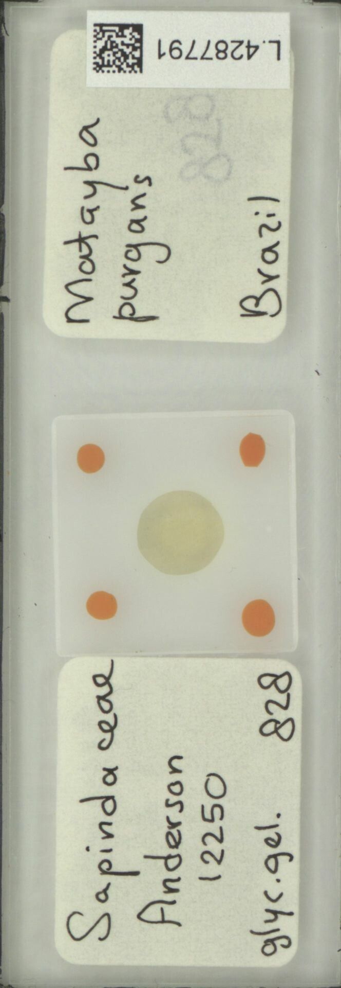 Matayba purgans fruit