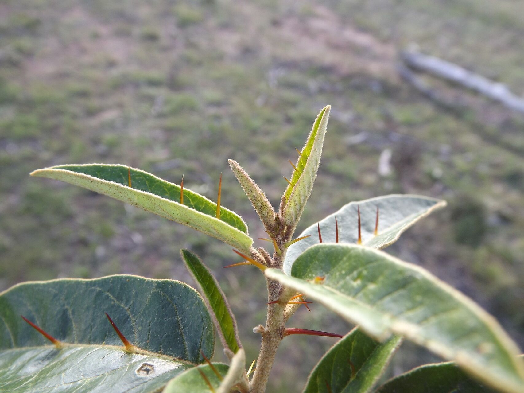 Solanum tetrathecum leaf