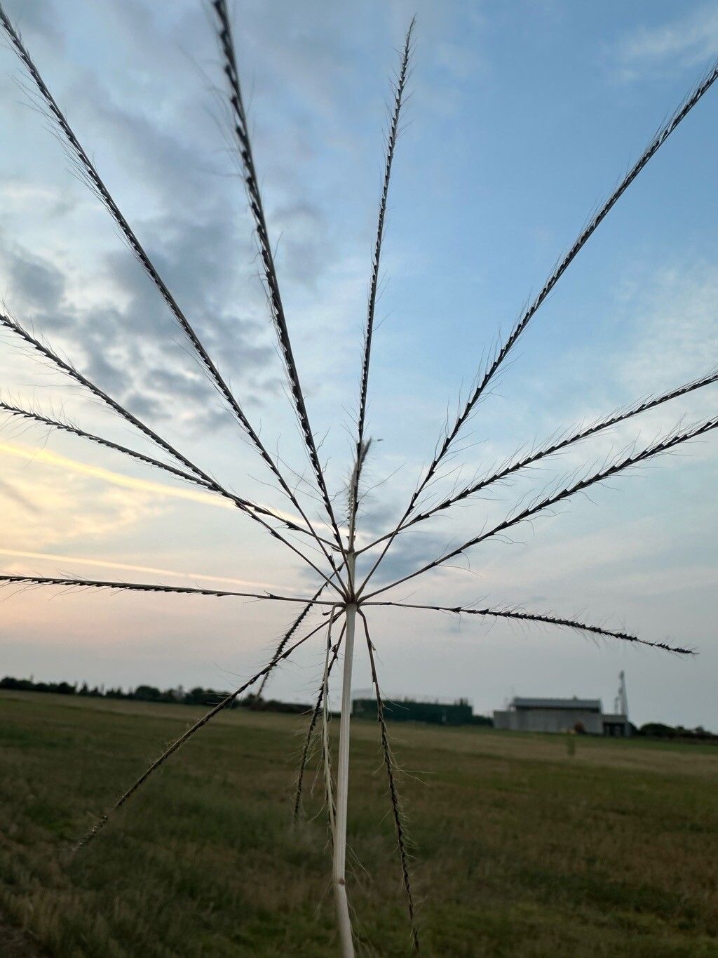 Chloris truncata fruit