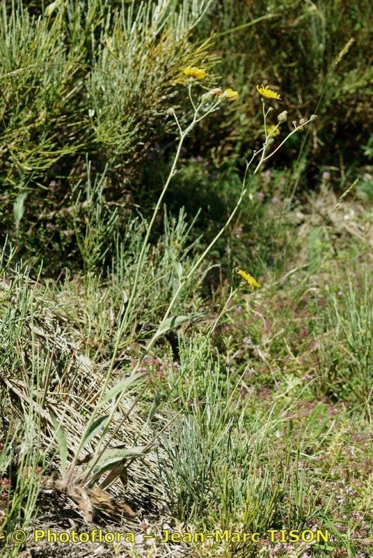 Hieracium onosmoides habit