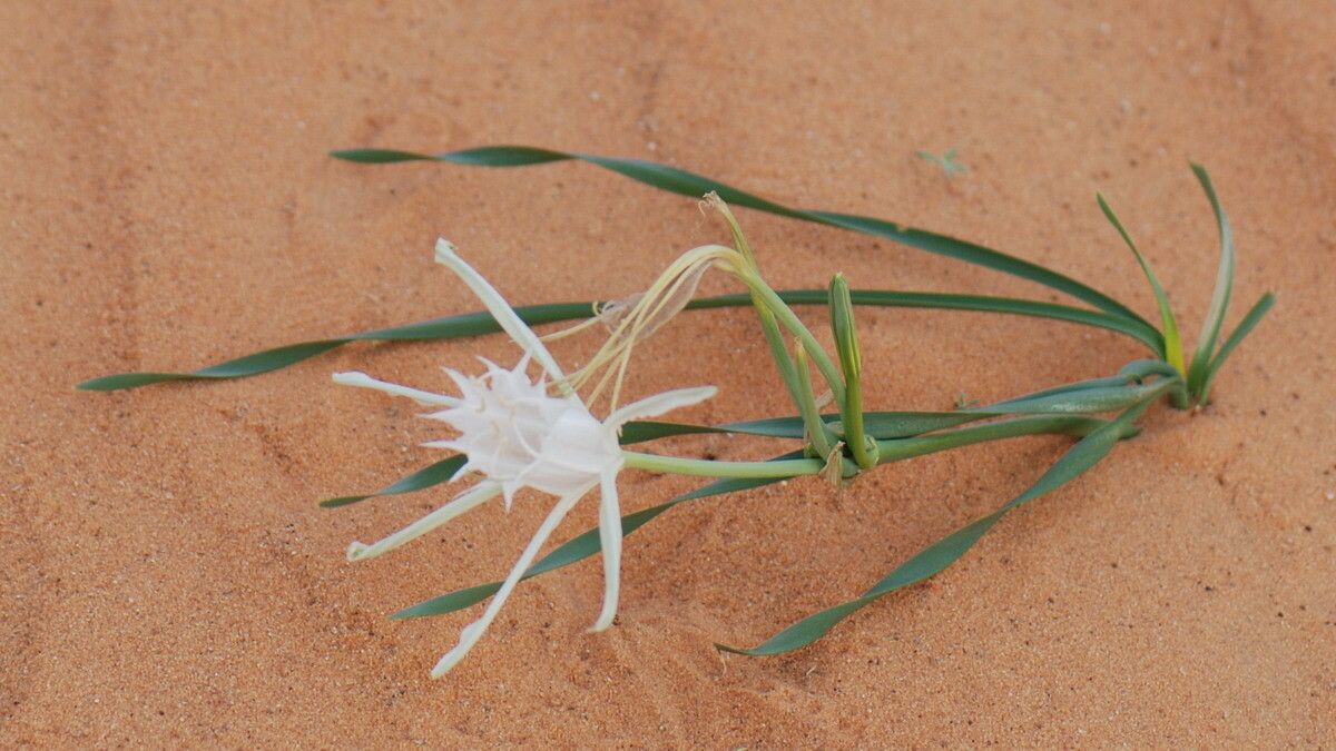 Pancratium trianthum flower