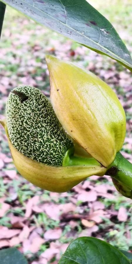 Artocarpus heterophyllus flower