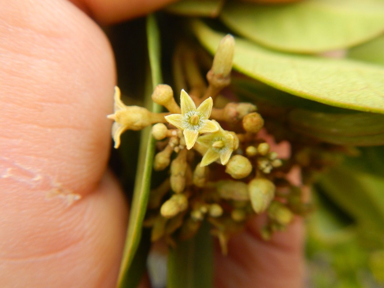 Parsonsia terminaliifolia — houseplant care guide