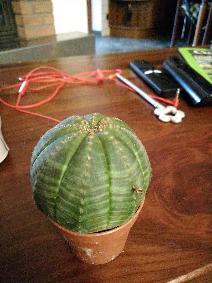 Euphorbia obesa fruit