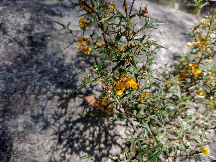 Podolobium ilicifolium habit